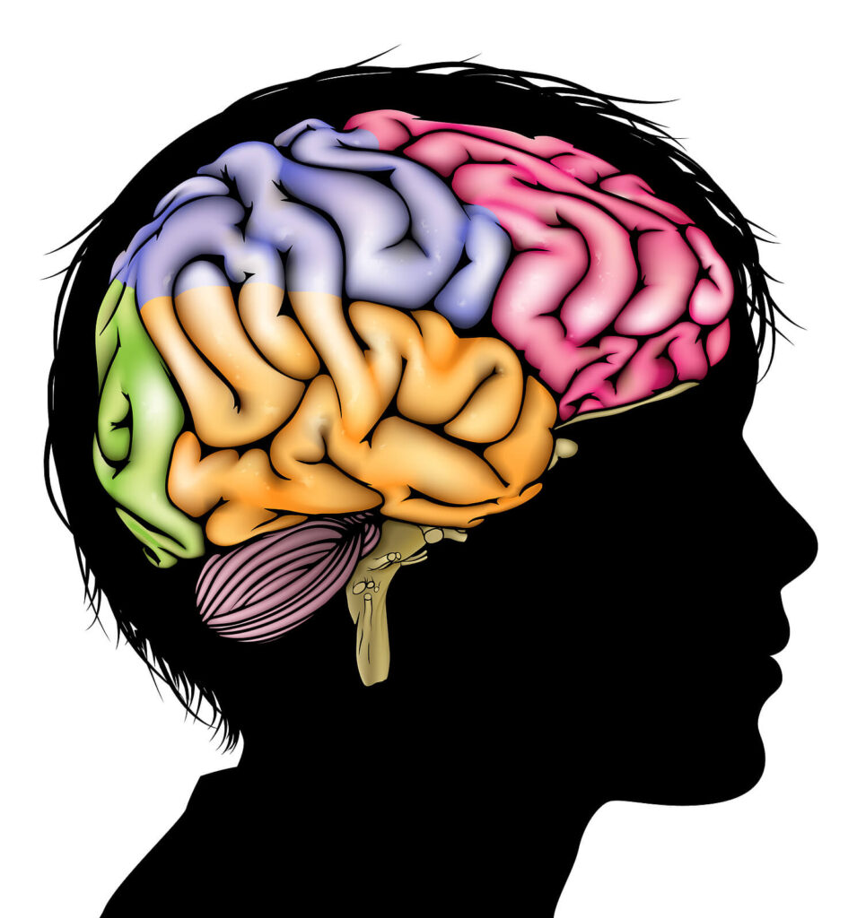 A cartoon of a child's brain highlighted in different colors. Representing how LENS neurofeedback in Katy, TX rewires brain waves to help with anxiety & trauma. Call today to get started.