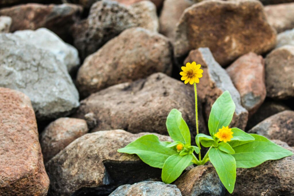 yellow flower | counseling katy | therapy katy | therapy near me | katy, texas | houston, tx | Texas A bright yellow flower growing in a group of rocks. Strengthen your emotional resilience by beginning therapy in Katy, TX & surrounding areas.